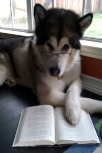 smart-dog-is-reading
